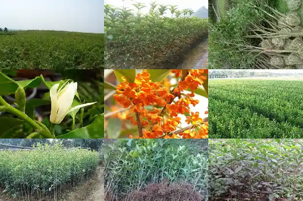 桂花浇黄豆水好吗1681698948693