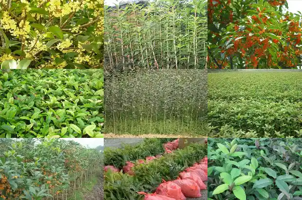 桂花的作用 药用价值与功效1689313493301