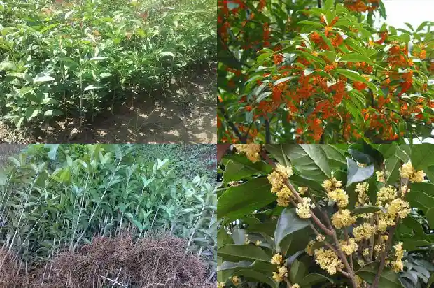 桂花叶子掉光还能活吗1681698984423