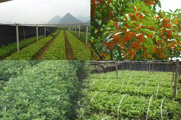 桂花叶子掉光还能活吗1681698984470
