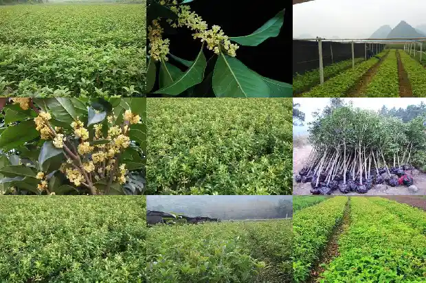 桂花用黄土还是营养土好养1681699026570