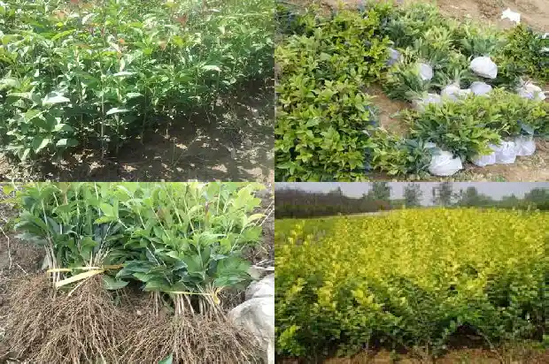 桂花用黄土还是营养土好养1681699026618