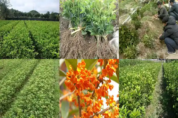 桂花用黄土还是营养土好养1681699026666