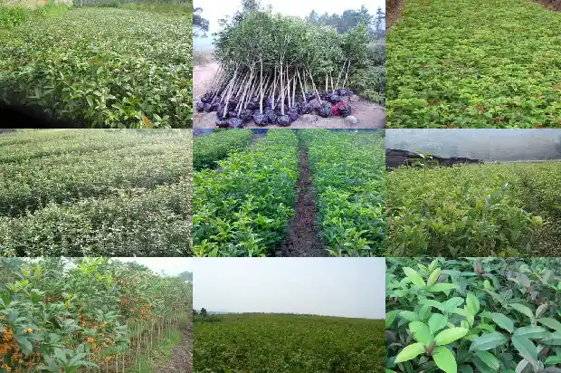 桂花用土配制1681699068220