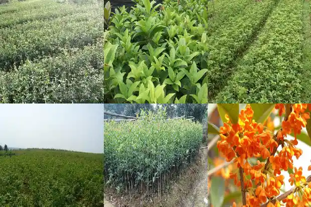 桂花用土配制1681699068267