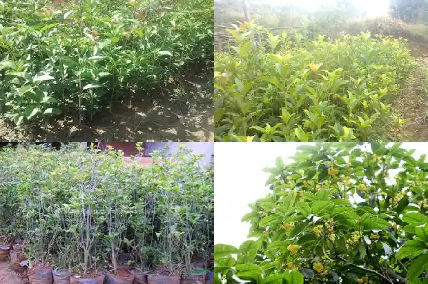 桂花用土配制1681699068315