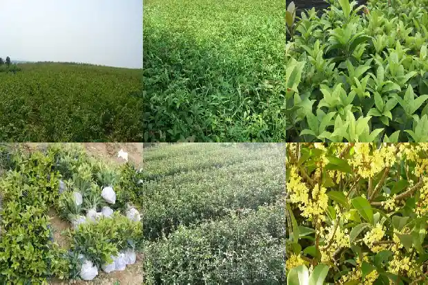 室内桂花怎么养护和注意事项1689208039427