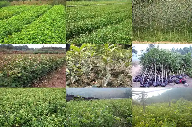 桂花什么时候施磷肥最好1681699234047