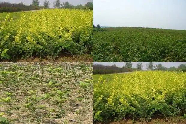 桂花什么时候施磷肥最好1681699234095