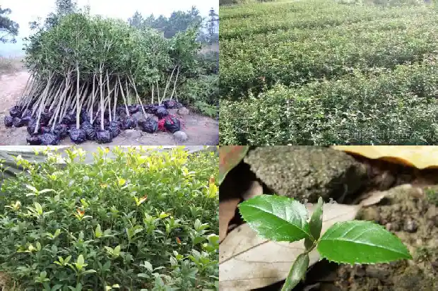 桂花什么时候施磷肥最好1681699234143