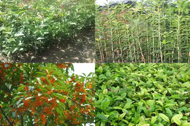 桂花换土的最佳方法1681699273785