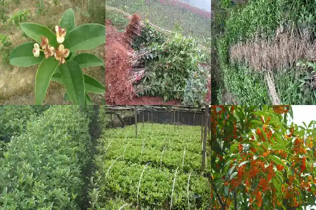 桂花多久浇一次水合适1681699309494