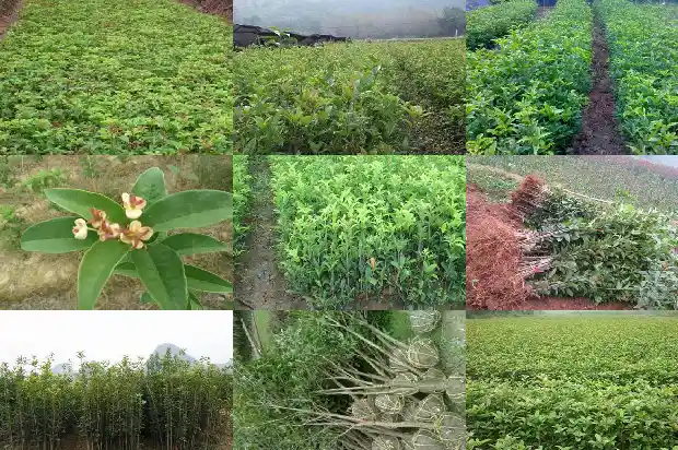 大桂花树用什么肥最旺养好呢1681699382543