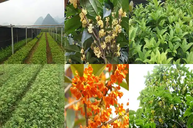 大桂花树用什么肥最旺养好呢1681699382639