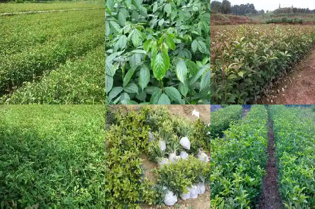大桂花树用什么肥最旺养好呢1681699382686
