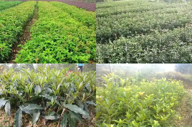 桂花树喜肥吗?1681699414809
