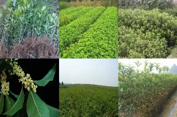 桂花可以用复合肥做肥料吗施肥1681699447500