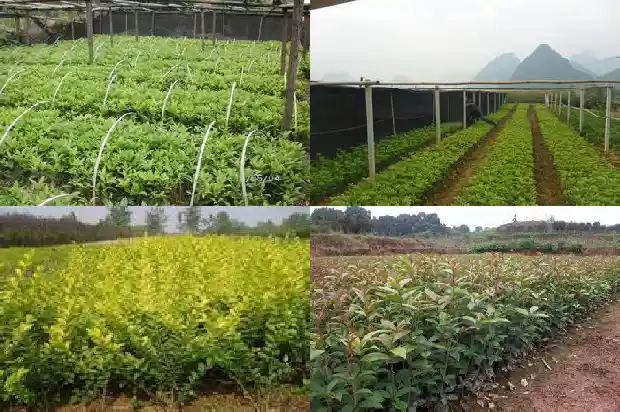 桂花可以用复合肥做肥料吗施肥1681699447548