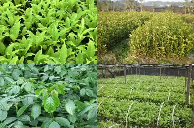 桂花可以用复合肥做肥料吗施肥1681699447596