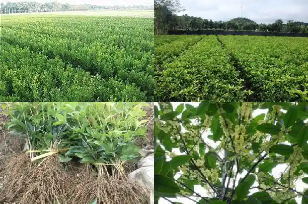 桂花可以施有机肥么1681699477664