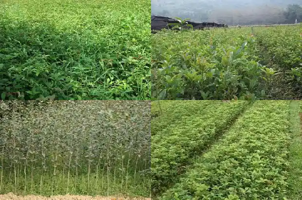 桂花可以施有机肥么1681699477712