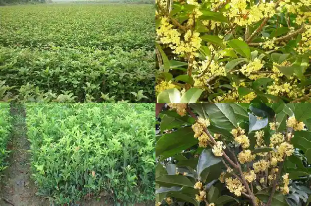 桂花可以施有机肥么1681699477760