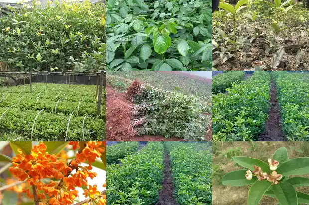 四季桂花施什么肥料好1681699570211