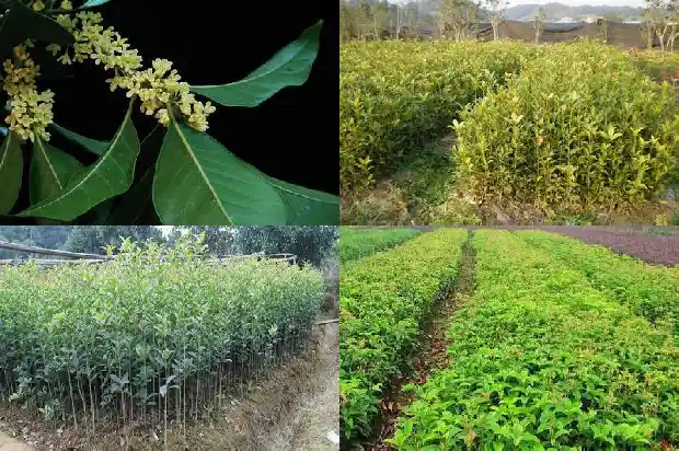 四季桂花施什么肥料好1681699570258