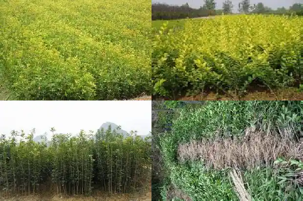 四季桂花施什么肥爱开花1681699599526