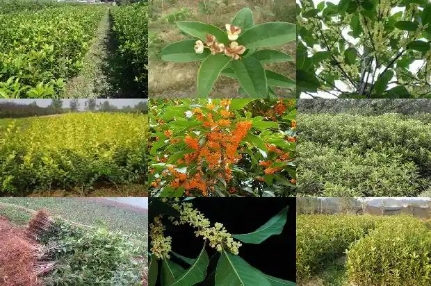 四季桂花施什么肥爱开花1681699599622