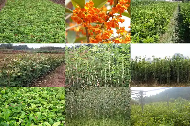 极品桂花树1689838572966