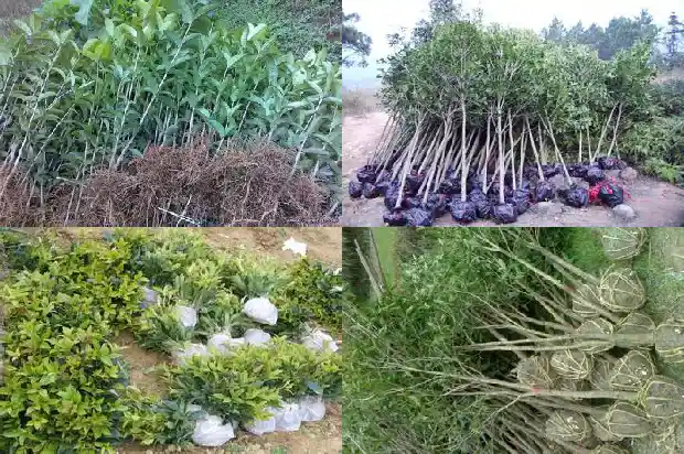 四季桂花开花期间施什么肥1681699627119