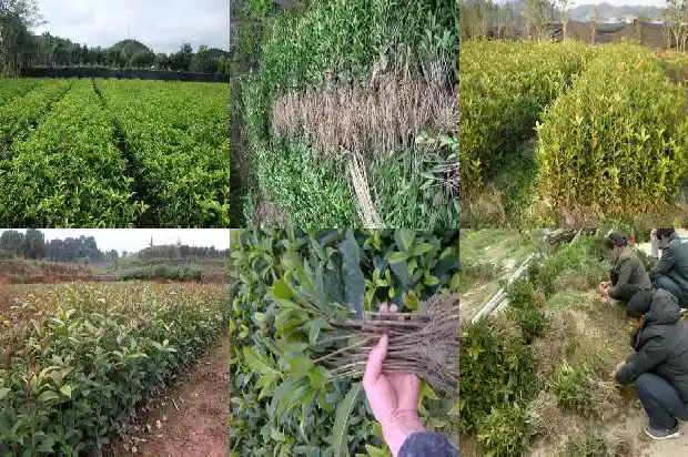 四季桂花开花期间施什么肥1681699627215