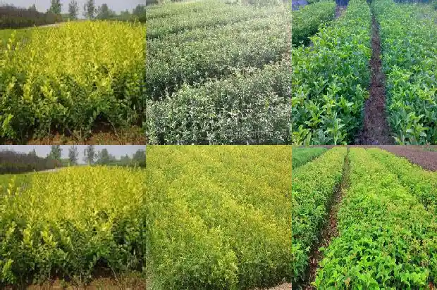 桂花啥时换盆最好1681699654740