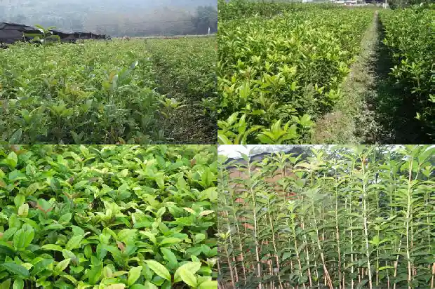 桂花什么时候换花盆合适1681699682793