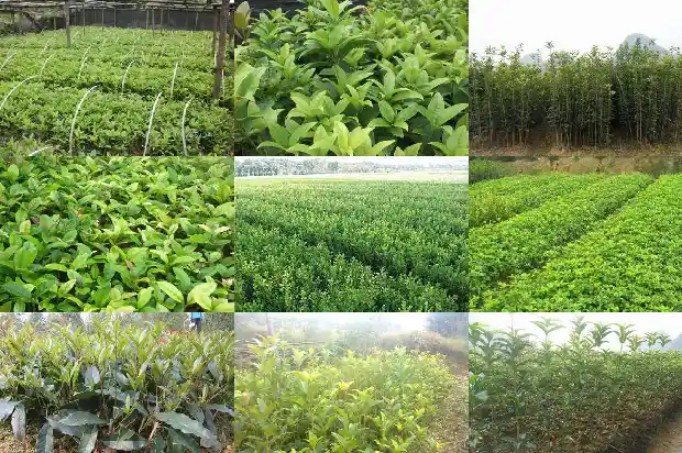 桂花什么时候换花盆合适1681699682888