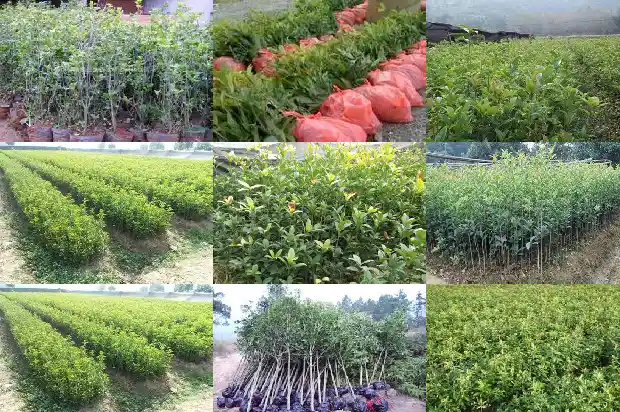 桂花何时换盆好1681699712521
