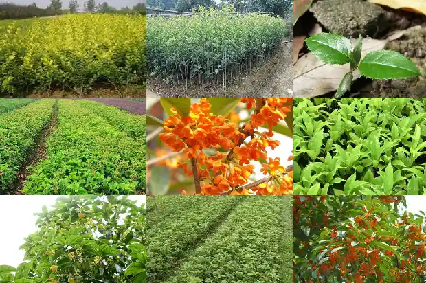 桂花何时换盆好1681699712569