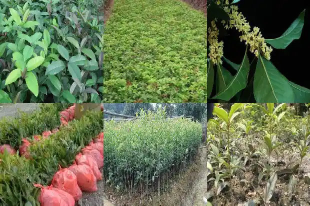 桂花换盆的最佳时间1681699744573