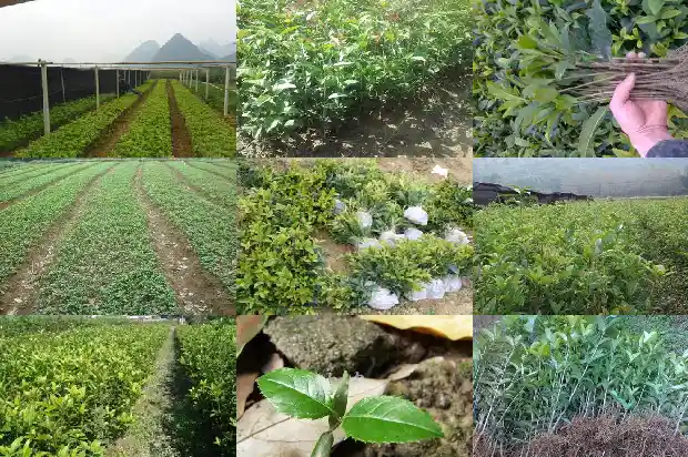 桂花换盆的最佳时间1681699744669