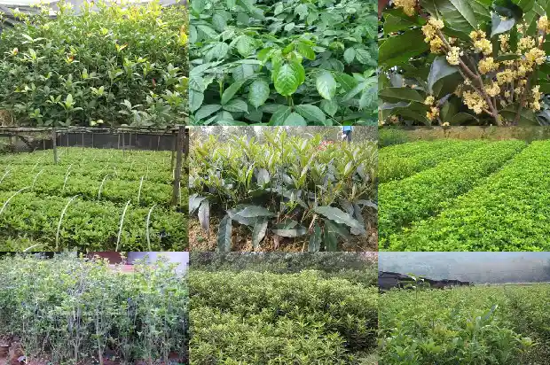 桂花树的气味的感受1689837898877