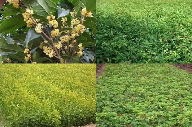 桂花土壤要求酸PH几多1681699866664