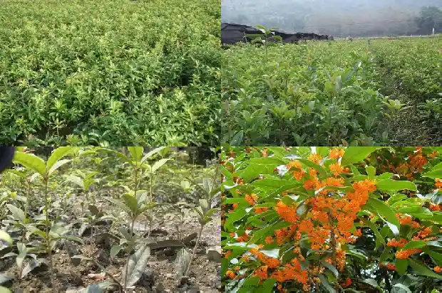 什么品种桂花树最好1690331669057