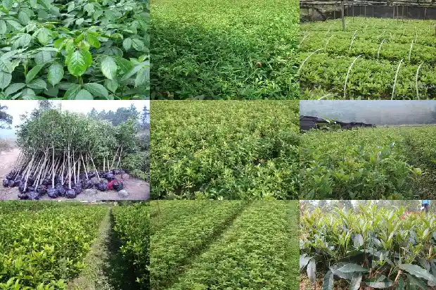 最名贵的桂花树排名榜前十名1688792182728