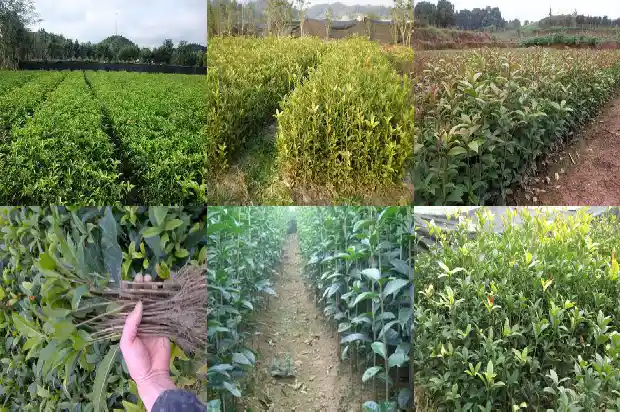 桂花为什么是黄土种植1681699950984