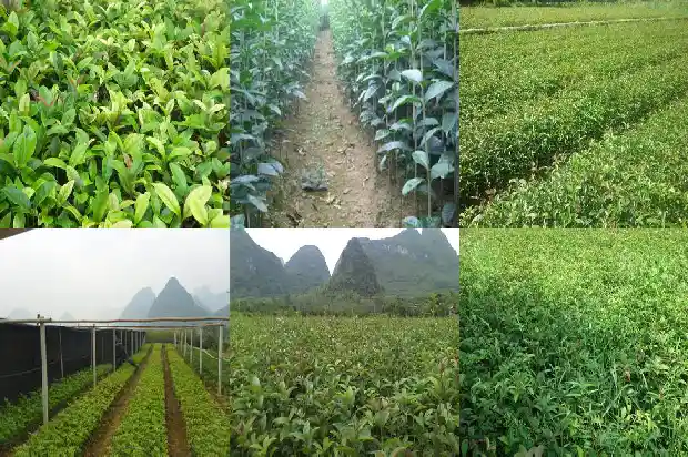 桂花为什么是黄土种植1681699951032