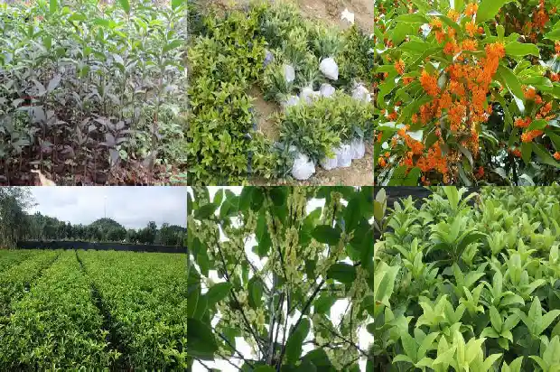 四季桂花树用什么肥料最好1681699979335