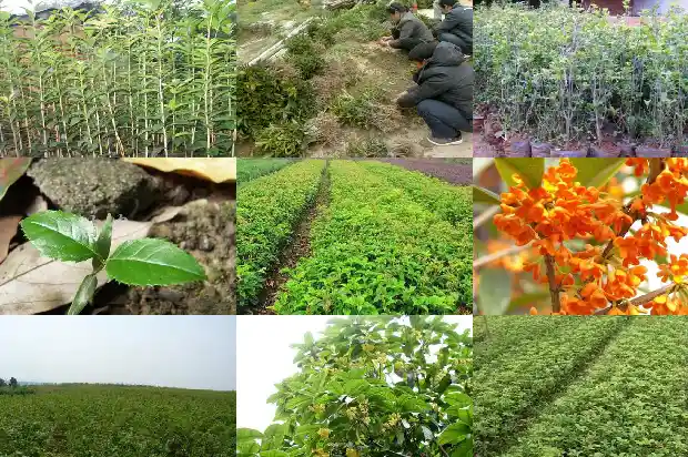 四季桂花树用什么土养1681700004871