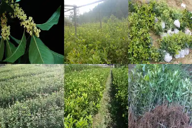桂花可以放在卧室吗1690589964222