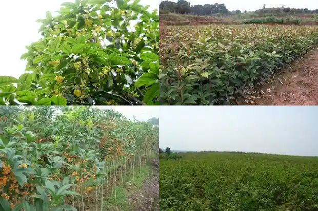 四季桂花可以用营养土吗1681700035052